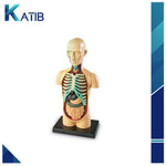 Anatomy Model Human Body[PD][1Pc]