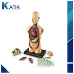 Anatomy Model Human Body[PD][1Pc]