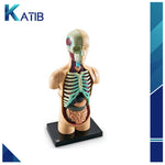 Anatomy Model Human Body[PD][1Pc]