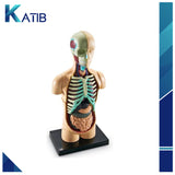 Anatomy Model Human Body[PD][1Pc]