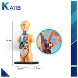 Anatomy Model Human Body[PD][1Pc]