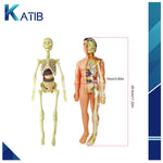 3D Anatomical Assembly Model of Human Skeleton Educational Learning[PD][1Pc]